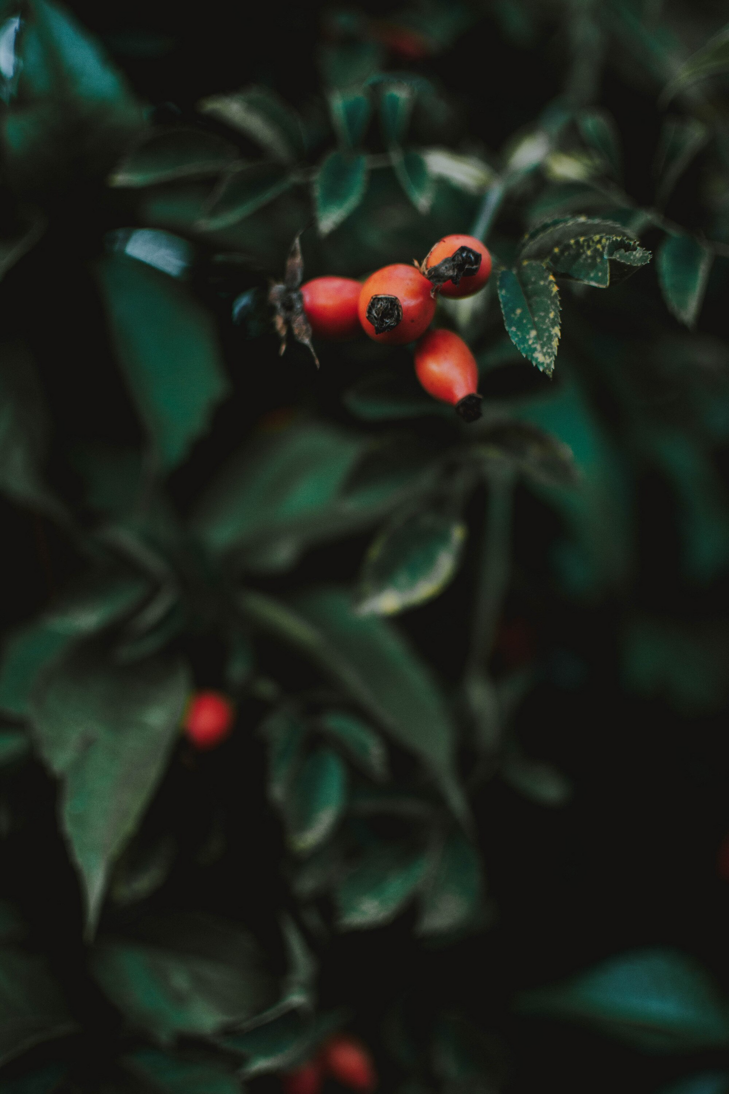 organic coffee beans